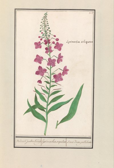 Fireweed (Chamerion angustifolium) Znowu Żydzi Kruyt. / lysimachia sequilosa / Souci d