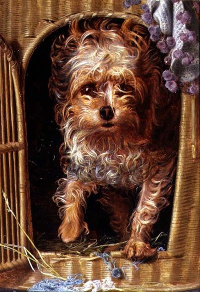Darby, Yorkshire Terrier (olej na panelu) autorstwa Anthony Frederick Augustus Sandys