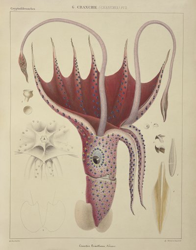 Kalmary, pl. 2 z „Histoire Naturelle Generale et Particuliere des Cephalopodes Acetabuliferes”, wyd. Ferussac und D