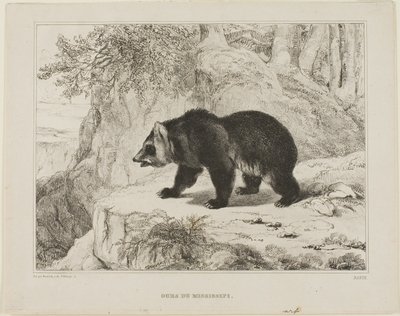 Miś Missisipi autorstwa Antoine Louis Barye
