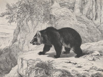 Miś Missisipi, 1836. autorstwa Antoine Louis Barye