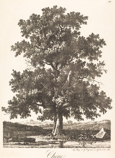 Chene (dąb) autorstwa Antoine Pierre Mongin