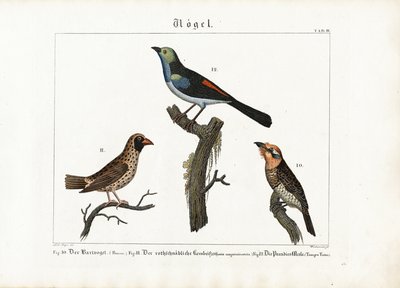 Barbet, ptak tkacz i muchołówka rajska autorstwa Anton Wachsmann