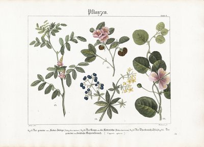 Rośliny farbujące i Caper Bush autorstwa Anton Wachsmann