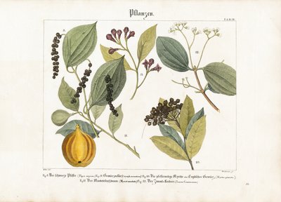 Ekonomicznie ważne rośliny przyprawowe autorstwa Anton Wachsmann