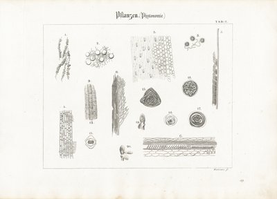 Anatomia roślin (fitotomia) autorstwa Anton Wachsmann