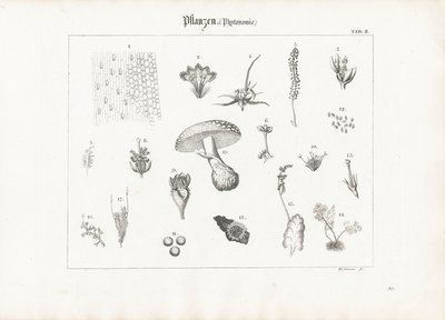 Anatomia roślin i formy grzybów autorstwa Anton Wachsmann