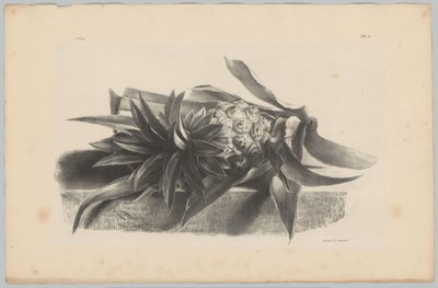 Ananas Studia kwiatowe i owocowe (...) 3. odcinek (tytuł serii) autorstwa Anton Weiss