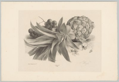 Ananas i winogrona Studia kwiatowe i owocowe (...) 10. odcinek (tytuł serii) autorstwa Anton Weiss