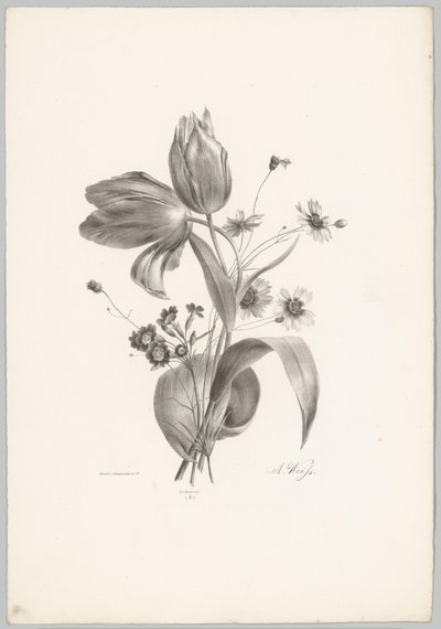 Tulipany i stokrotki Studia kwiatowe i owocowe (...) 10. odcinek (tytuł serii) autorstwa Anton Weiss
