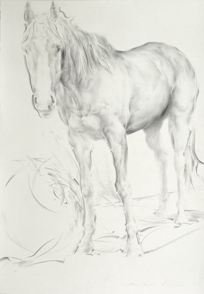 Koń w Coolmore, 1990 (węgiel na papierze) autorstwa Antonio Ciccone
