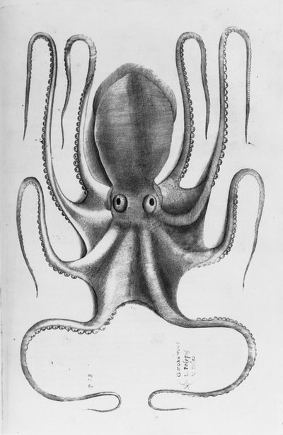 Ilustracja z „Aquatilium animantium historia, liber primus” Ippolita Salvianiego, 1554 autorstwa Antonio Lafreri
