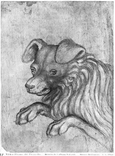 Głowa psa, z albumu Vallardi autorstwa Antonio Pisanello