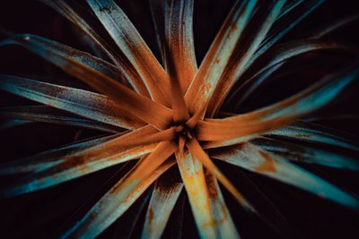 Bromelioideae, 2015 (zdjęcie cyfrowe) autorstwa Antonio Schubert