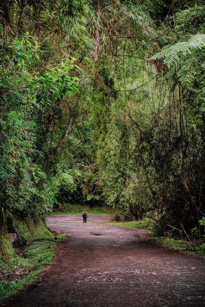 Mantiqueira XLIII, 2015 (fotografia cyfrowa) autorstwa Antonio Schubert