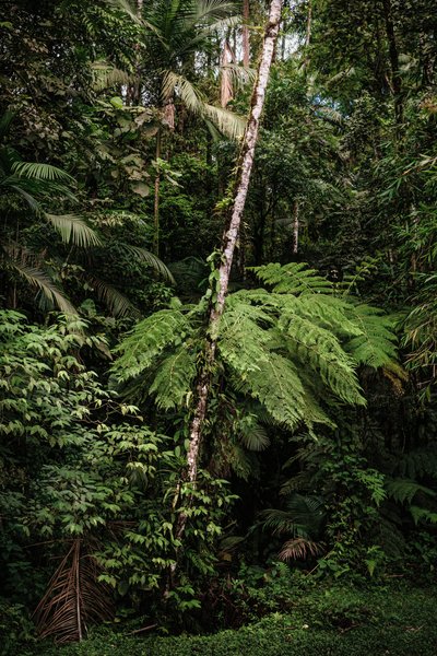 Mantiqueira XXXIV, 2015 (zdjęcie cyfrowe) autorstwa Antonio Schubert