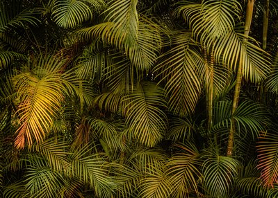 Palm Tree IV, 2024 (zdjęcie) autorstwa Antonio Schubert