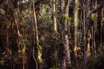 Rain Forest IV, 2021 r. (zdjęcie ilustracyjne) autorstwa Antonio Schubert