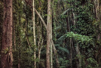 Rain Forest V, 2021 (zdjęcie cyfrowe) autorstwa Antonio Schubert
