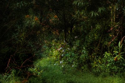 Trails, 2015 (zdjęcie cyfrowe) autorstwa Antonio Schubert