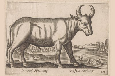 Bawół afrykański Bubalus Africanus/ Bufalo Africano (tytuł na obiekcie) Zwierzęta i mityczne stworzenia (tytuł serii) Nova raccolta de li animali piu curiosi del mondo (tytuł serii) autorstwa Antonio Tempesta