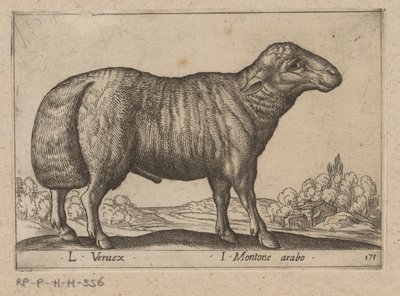 arabski schaap L Veruex/ I Montone arabo (tytuł na obiekcie) Dieren en fablewezens (tytuł serii) Nowa kolekcja najciekawszych zwierząt świata (tytuł serii) autorstwa Antonio Tempesta