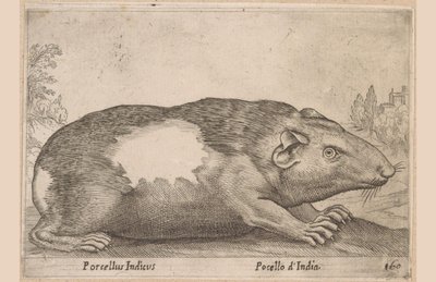 Kawia Porcellus Indicus/ Pocello d