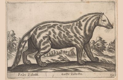 Civetkat Feles Zibetti / Cat Civet (tytuł na obiekcie) Dieren en fabelwezens (tytuł serii) Kolekcja Nova najbardziej ciekawskich zwierząt na świecie (tytuł serii) autorstwa Antonio Tempesta