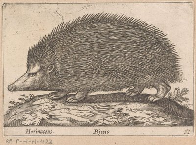 Egel Herinaceus/ Riccio (tytuł na obiekcie) Dieren en fabelwezens (tytuł serii) Nova raccolta de li animali piu curiosi del mondo (tytuł serii) autorstwa Antonio Tempesta