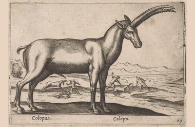 kozia Colopus/ Colopo (tytuł na obiekcie) Dieren en fablewezens (tytuł serii) Nowa kolekcja najciekawszych zwierząt świata (tytuł serii) autorstwa Antonio Tempesta