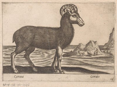 Klejnoty Cerinis / Ceruio (tytuł na obiekcie) Dieren en fabelwezens (tytuł serii) Kolekcja Nova najbardziej ciekawskich zwierząt na świecie (tytuł serii) autorstwa Antonio Tempesta