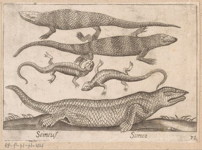 Hagedissen Skincus (tytuł na obiekcie) Dieren en fablewezens (tytuł serii) Nova raccolta de li animali piu curiosi del mondo (tytuł serii) autorstwa Antonio Tempesta
