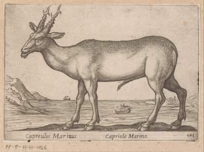 Hert Capreulus Marinus/ Capriolo Marino (tytuł na obiekcie) Dieren en fablewezens (tytuł serii) Nowa kolekcja najciekawszych zwierząt świata (tytuł serii) autorstwa Antonio Tempesta