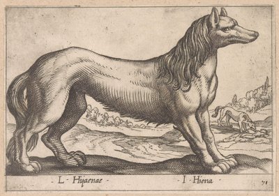 hiena L Hijanae/ I Hyena (tytuł na obiekcie) Dieren en fabelwezens (tytuł serii) Nova raccolta de li animali piu curiosi del mondo (tytuł serii) autorstwa Antonio Tempesta