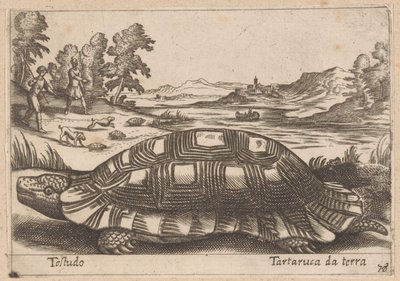Landschildpad Testudo / Żółw ziemny (tytuł na obiekcie) Dieren en fabelwezens (tytuł serii) Kolekcja Nova najbardziej ciekawskich zwierząt na świecie (tytuł serii) autorstwa Antonio Tempesta