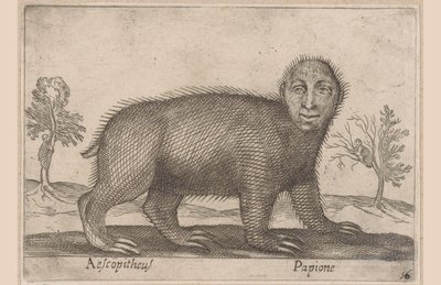 Leniwiec Aescopitheus/ Papione (tytuł na obiekcie) Zwierzęta i mityczne stworzenia (tytuł serii) Nova raccolta de li animali piu curiosi del mondo (tytuł serii) autorstwa Antonio Tempesta