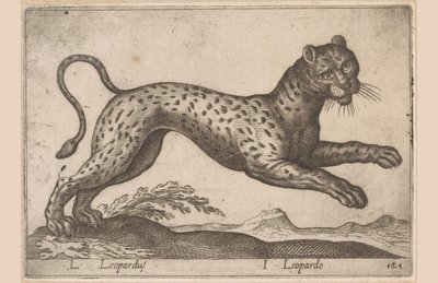 Lampart L Leopardus/ I Leopardo (tytuł na obiekcie) Dieren en fablewezens (tytuł serii) Nowa kolekcja najciekawszych zwierząt świata (tytuł serii) autorstwa Antonio Tempesta