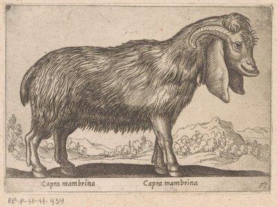 Geit membrynowy Capra mambrina/ Capra mambrina (tytuł na obiekcie) Dieren en fablewezens (tytuł serii) Nowa kolekcja najciekawszych zwierząt świata (tytuł serii) autorstwa Antonio Tempesta