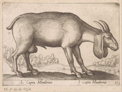 Geit membrynowy L Capra Mambrinae/ I Capra Mambrina (tytuł na obiekcie) Dieren en fablewezens (tytuł serii) Nowa kolekcja najciekawszych zwierząt świata (tytuł serii) autorstwa Antonio Tempesta
