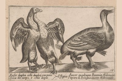 Misvormde ganzen Gęś z podwójną szyją i podwójnym ciałem Dieren en fablewezens (tytuł serii) Nowa kolekcja li animali p autorstwa Antonio Tempesta
