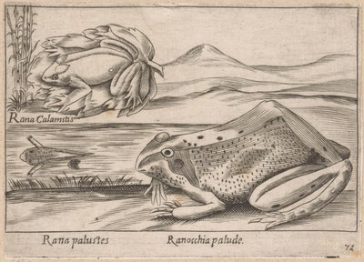 Moeras Kikkers Marsh Frog / Marsh Frog (tytuł na obiekcie) Dieren en fabelwezens (tytuł serii) Kolekcja Nova najbardziej ciekawskich zwierząt na świecie (tytuł serii) autorstwa Antonio Tempesta