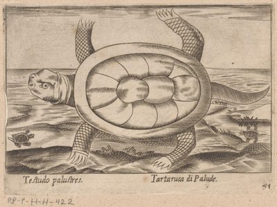 Podkładka Moerass Testudo palustres/ Tartaruca di Palude (tytuł na obiekcie) Dieren en fablewezens (tytuł serii) Nova raccolta de li animali piu curiosi del mondo (tytuł serii) autorstwa Antonio Tempesta