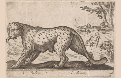 Pantera L Panthera/ I Panthera (tytuł na obiekcie) Dieren en fablewezens (tytuł serii) Nowa kolekcja najciekawszych zwierząt świata (tytuł serii) autorstwa Antonio Tempesta
