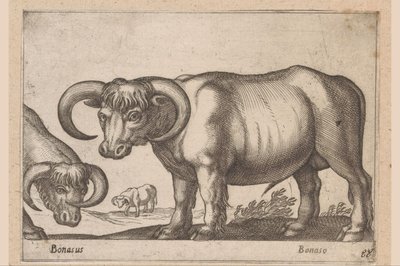 bydło Bonasus/ Bonaso (tytuł na obiekcie) Zwierzęta i mityczne stworzenia (tytuł serii) Nova raccolta de li animali piu curiosi del mondo (tytuł serii) autorstwa Antonio Tempesta