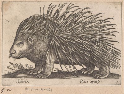 Jeżozwierz Hystrix/ Porco Spinoso (tytuł na obiekcie) Zwierzęta i mityczne stworzenia (tytuł serii) Nova raccolta de li animali piu curiosi del mondo (tytuł serii) autorstwa Antonio Tempesta