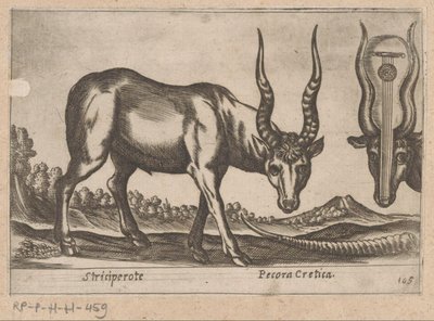 Dwie antylopy Striciperote/ Bydło kreteńskie (tytuł na obiekcie) Dieren en fablewezens (tytuł serii) Nova raccolta de li animali piu curiosi del mondo (tytuł serii) autorstwa Antonio Tempesta