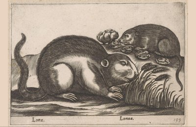 Dwa piżmaki Lonx/Lonza (tytuł na obiekcie) Zwierzęta i mityczne stworzenia (tytuł serii) Nova raccolta de li animali piu curiosi del mondo (tytuł serii) autorstwa Antonio Tempesta