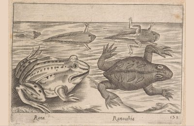 Pięć etapów żaby Rana/ Ranocchia (tytuł na obiekcie) Zwierzęta i mityczne stworzenia (tytuł serii) Nova raccolta de li animali piu curiosi del mondo (tytuł serii) autorstwa Antonio Tempesta