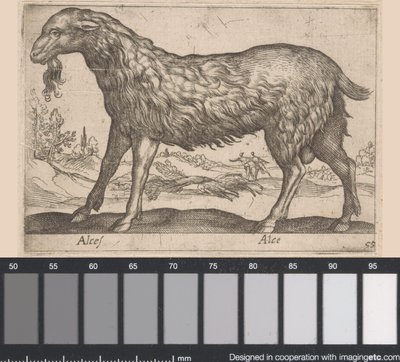 samica łosia Alces/ Alce (tytuł na obiekcie) Zwierzęta i mityczne stworzenia (tytuł serii) Nova raccolta de li animali piu curiosi del mondo (tytuł serii) autorstwa Antonio Tempesta