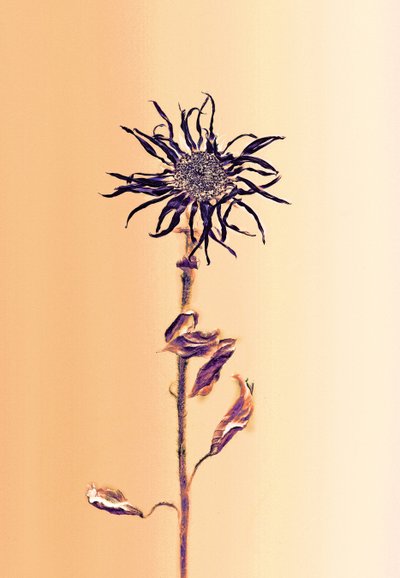 Starożytny kwiat - morela, 2025 r. (zdjęcie) autorstwa Antonius Antonius